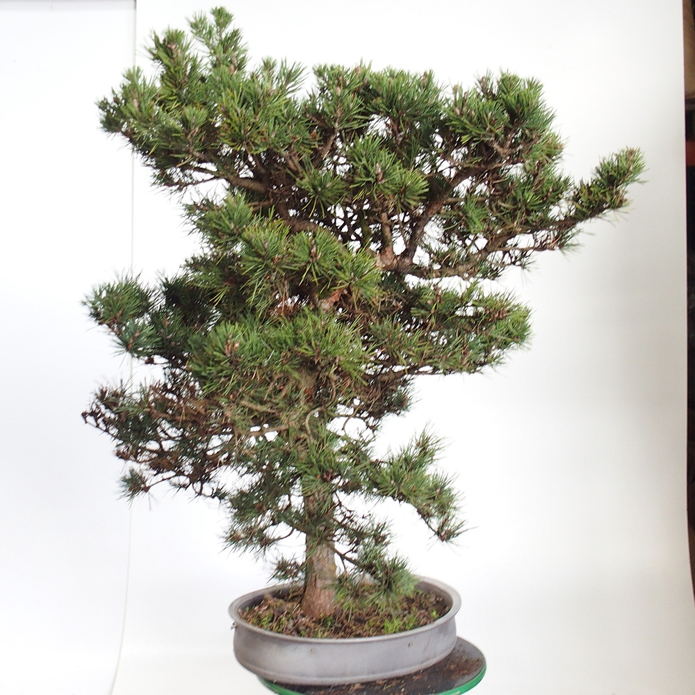 Yamadori - Pinus sylvestris Spanien