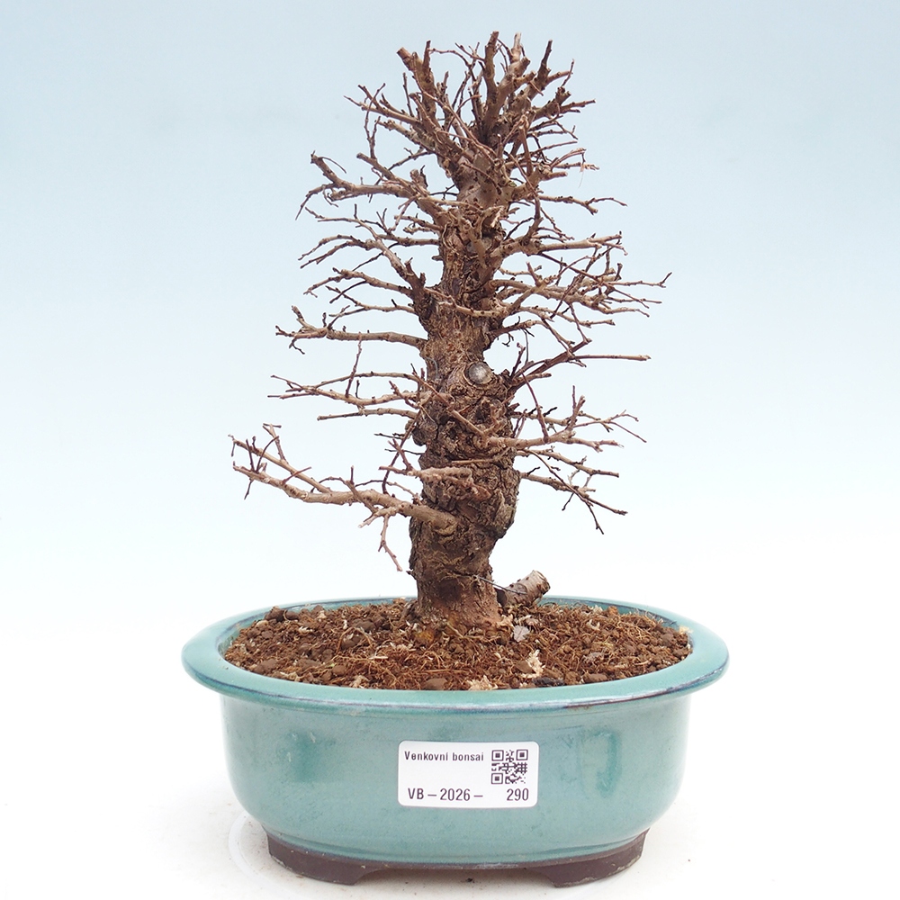 Bonsai für draußen - Zelkova - Zelkova NIRE