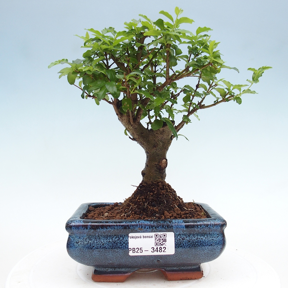 Zimmer Bonsai -Ligustrum chinensis - Vogelschnabel