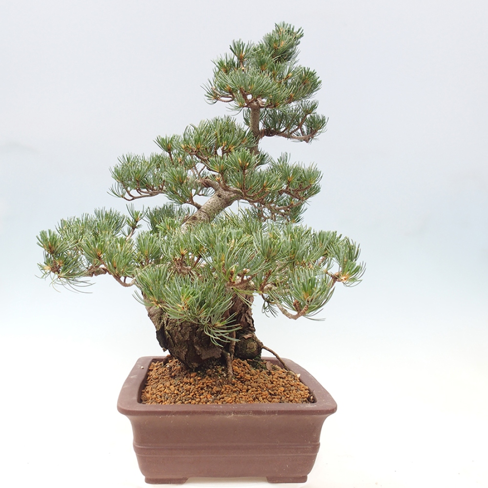 Bonsai für draußen - Pinus parviflora - Pinus parviflora