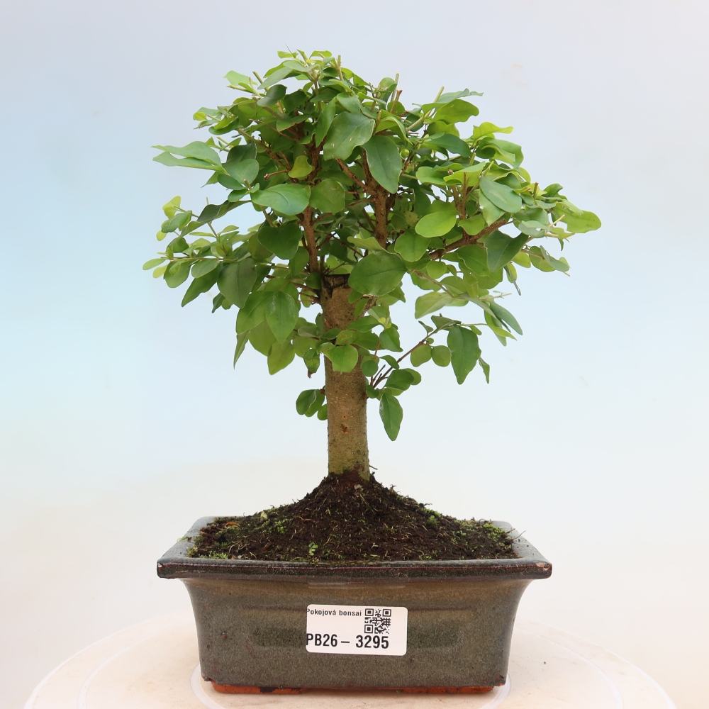 Zimmer Bonsai -Ligustrum chinensis - Vogelschnabel