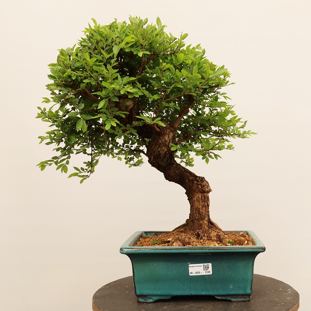 Bonsai im Freien - Zelkova - Zelkova NIRE