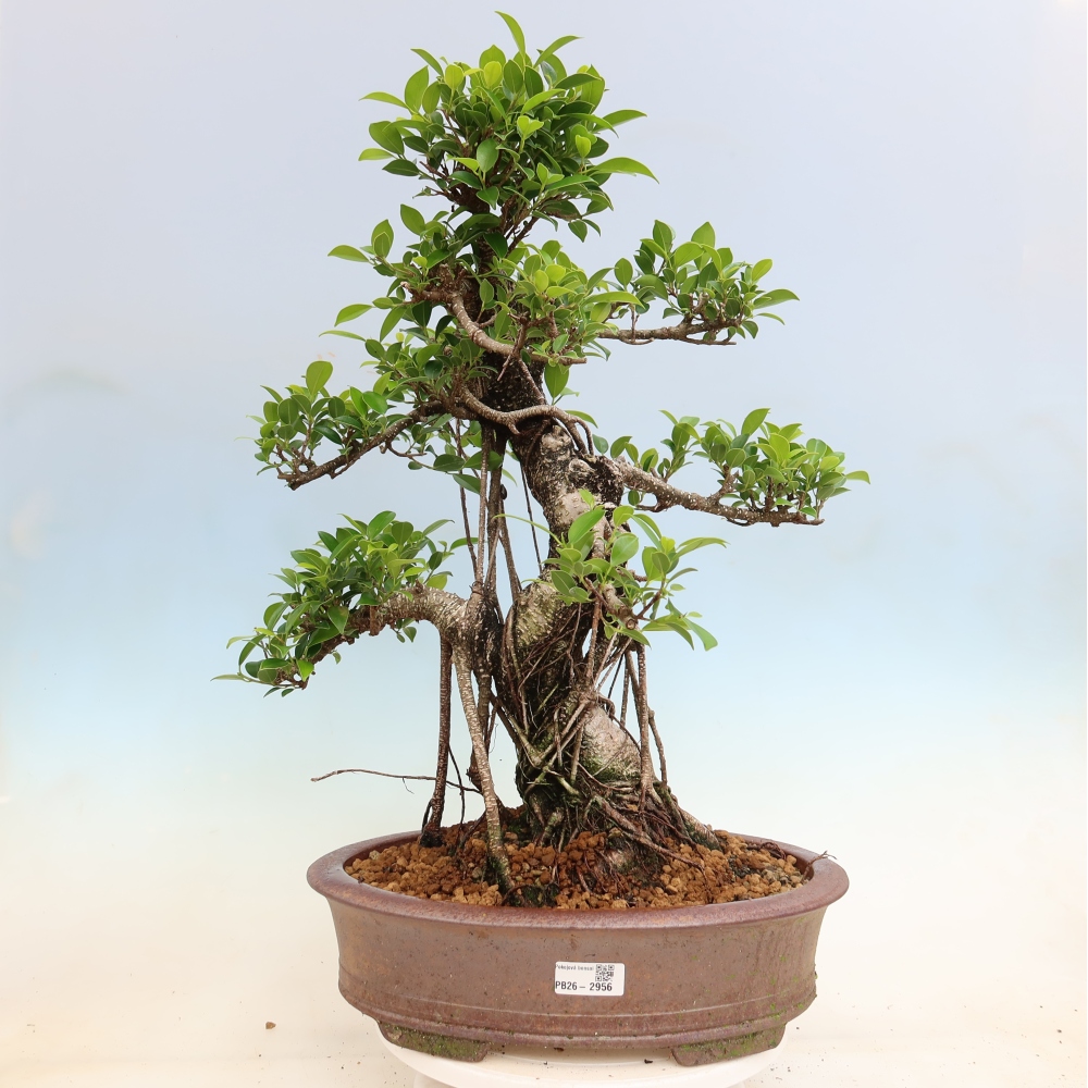 Zimmerbonsai - Ficus kimmen - Kleinblättriger Ficus