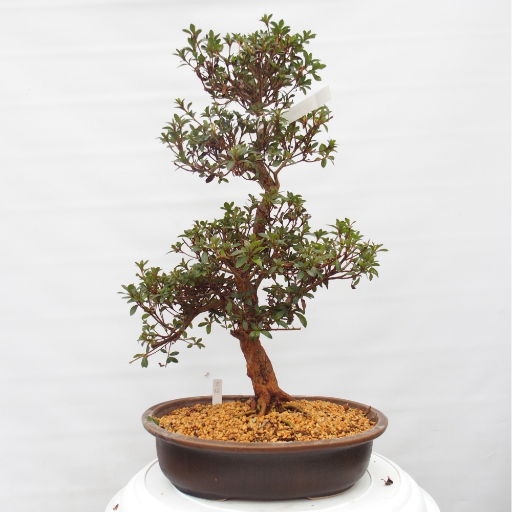 Bonsai für draußen - Japanische Azalee - Azalee Hanatsuzuri
