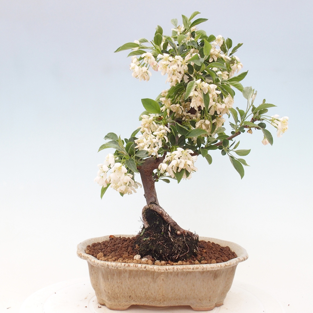 Freilandbonsai - Malus sargentii - Kleinfruchtiger Apfelbaum
