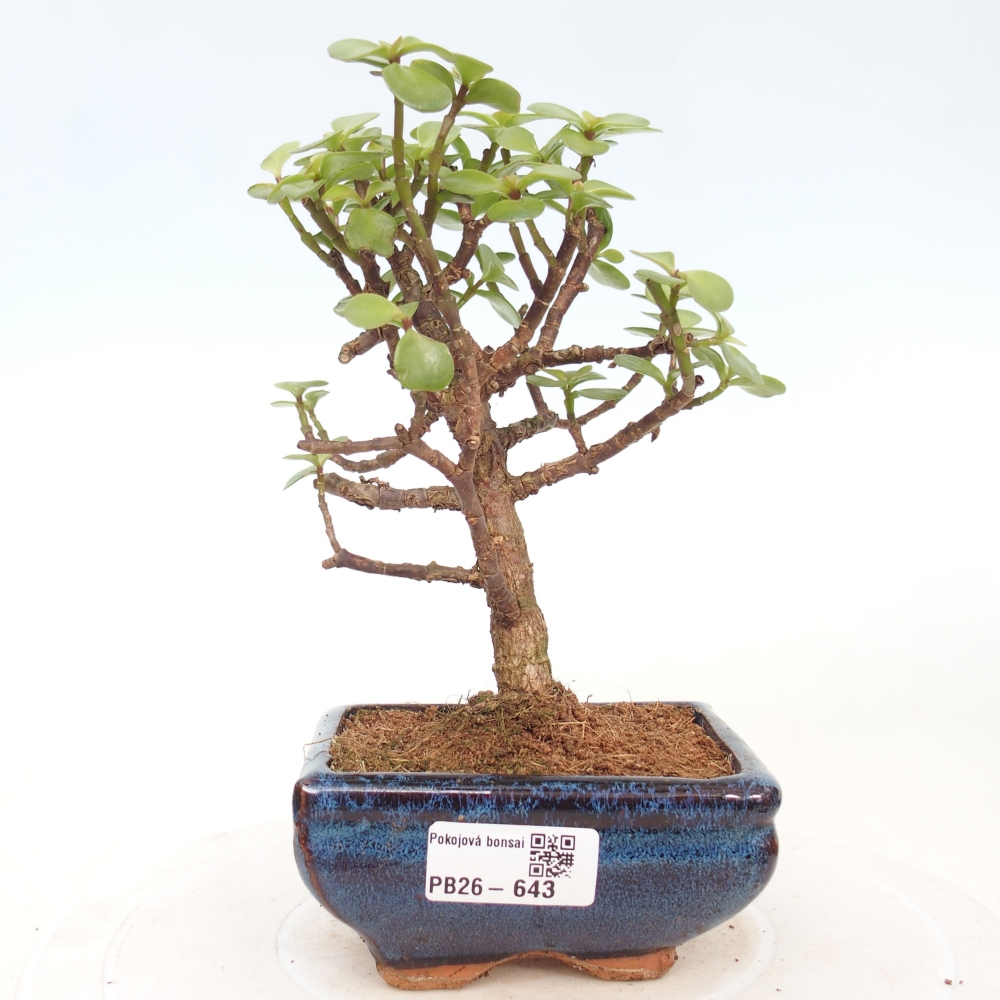 Zimmer Bonsai - Portulakaria Afra - Tlustice