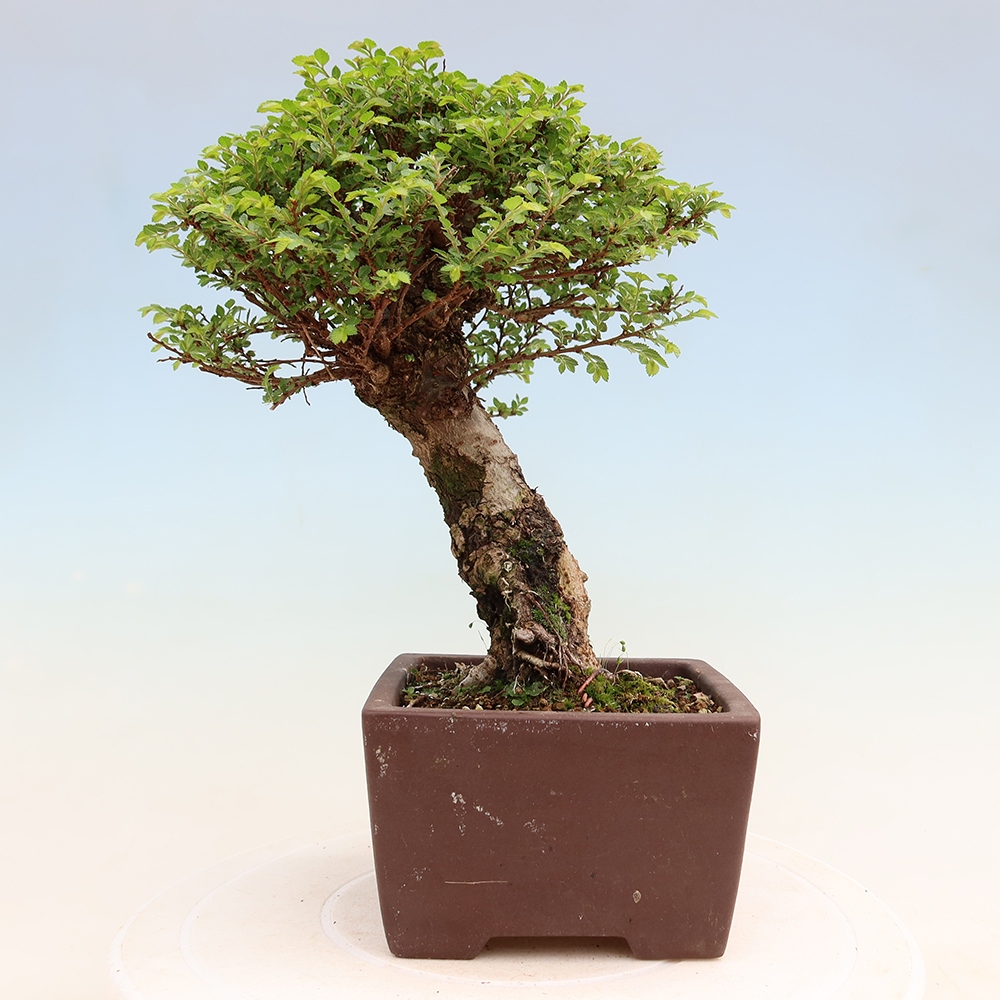 Bonsai für draußen - Ulmus parvifolia Sagei - Kleinblättrige Ulme