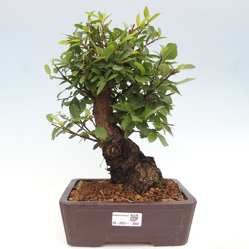 Bonsai im Freien - Zelkova - Zelkova NIRE