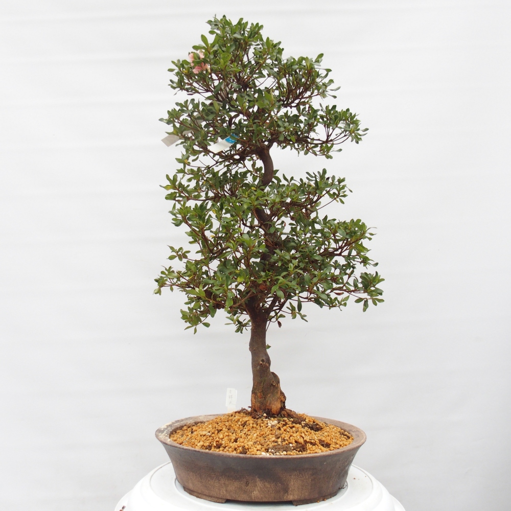 Bonsai für draußen - Japanische Azalee - Azalea Kisshoten
