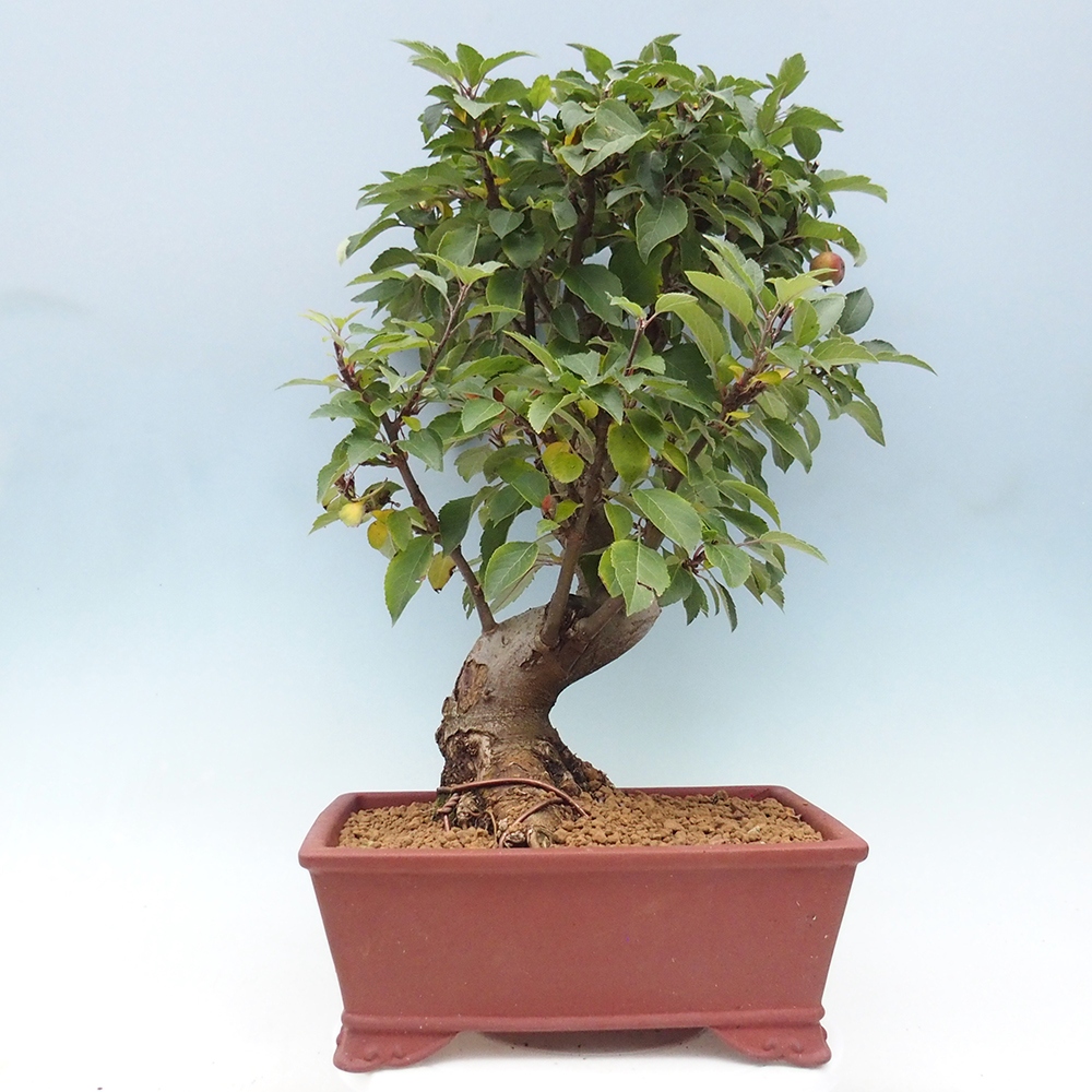 Bonsai im Freien - Malus halliana - Kleinfruchtiger Apfelbaum
