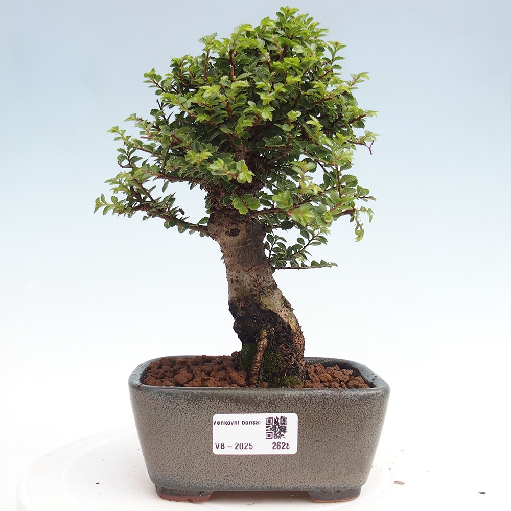 Bonsai im Freien - Ulmus parvifolia Hokkaido - Chinesische Ulme