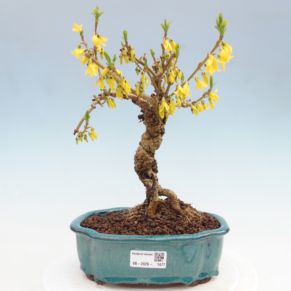Bonsai im Freien - Forsythie - Forsythia koreana