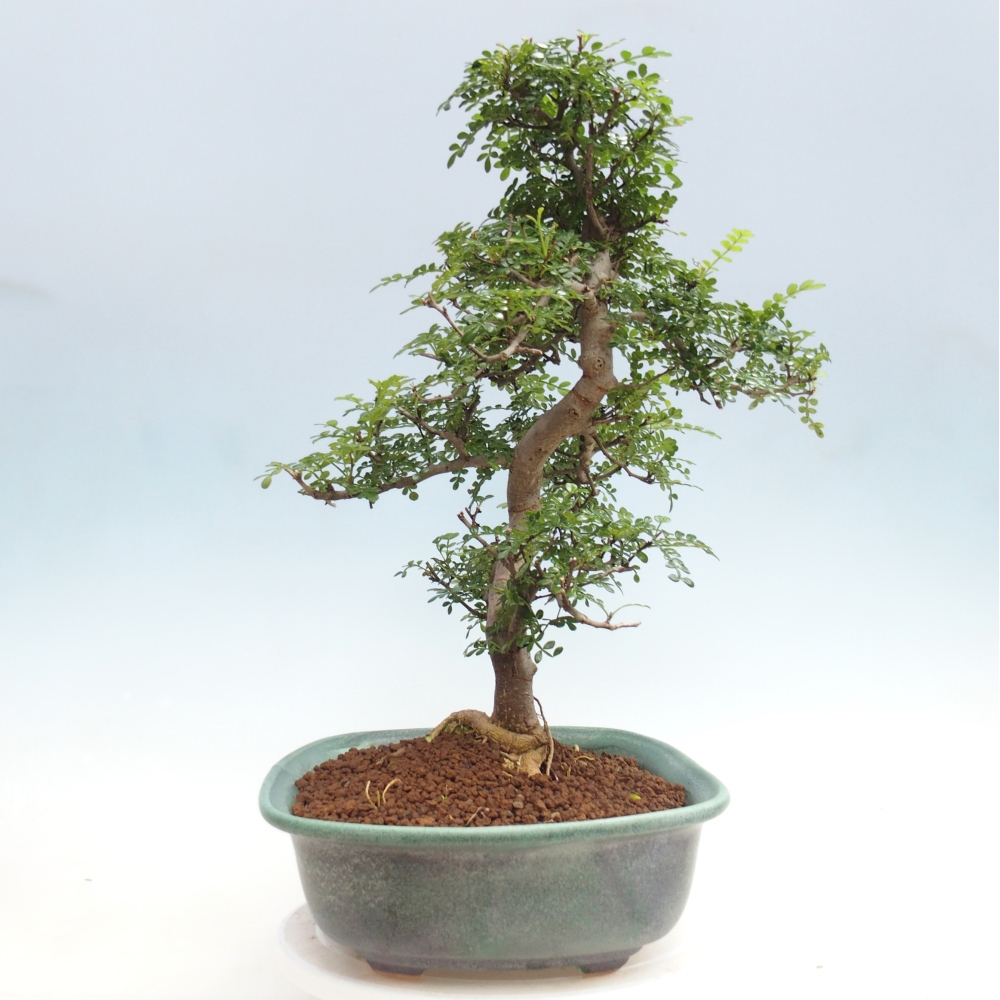 Zimmer Bonsai - Zantoxylum piperitum - Pfefferbaum