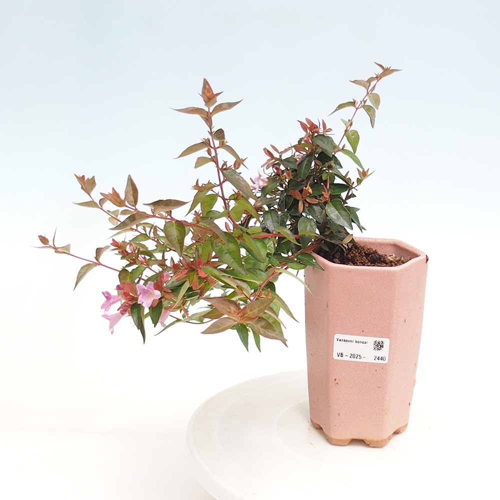 Bonsai im Freien - Abelia Grandiflora - Abelia grandiflora