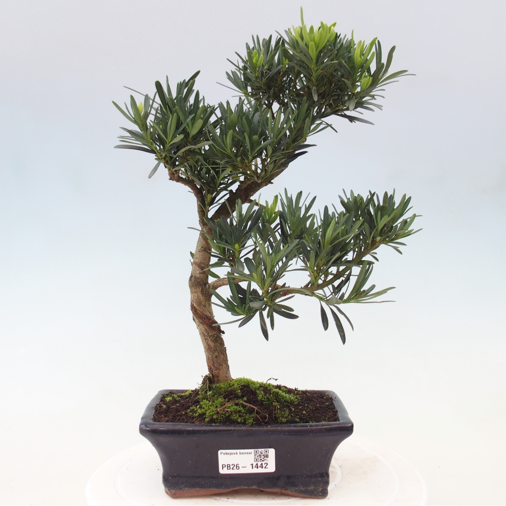 Zimmerbonsai - Podocarpus - Stein-Eibe