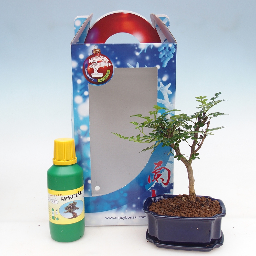 Zimmerbonsai im Geschenkkarton Zantoxylum piperitum - Pfefferbaum