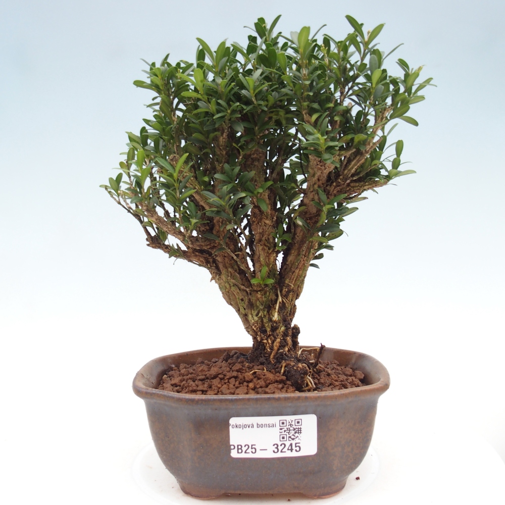 Zimmer Bonsai - Buxus harlandii - Korkbuxus