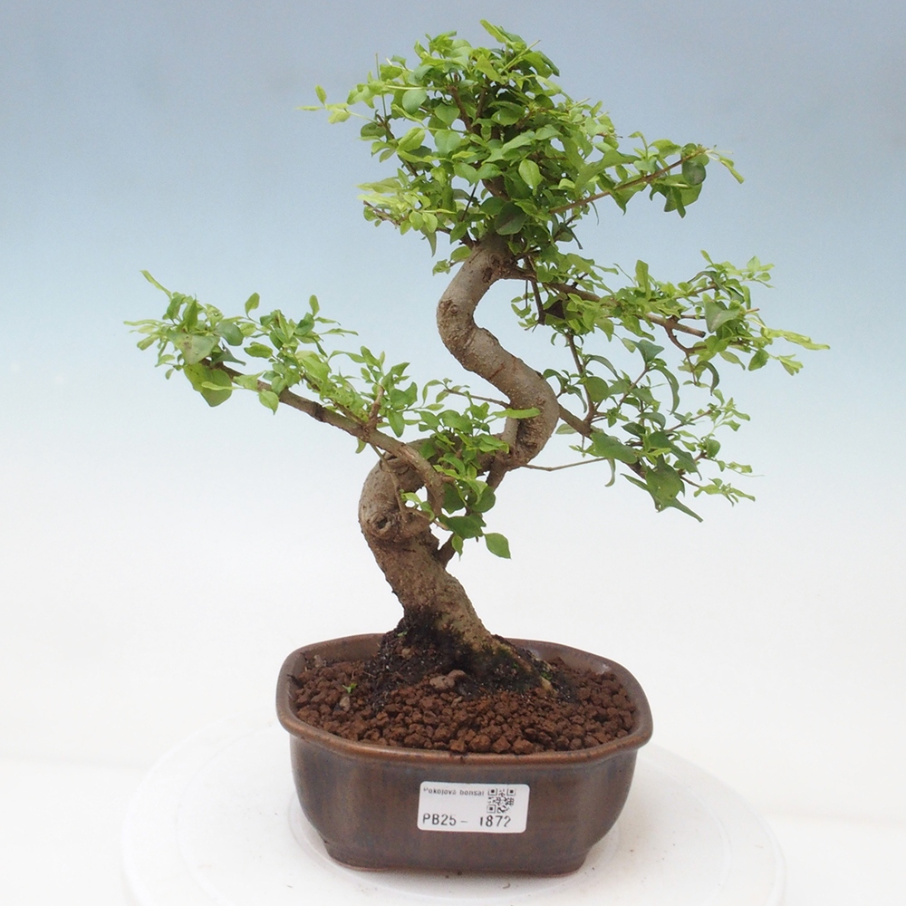 Indoor Bonsai -Ligustrum chinensis - Vogelschnabel