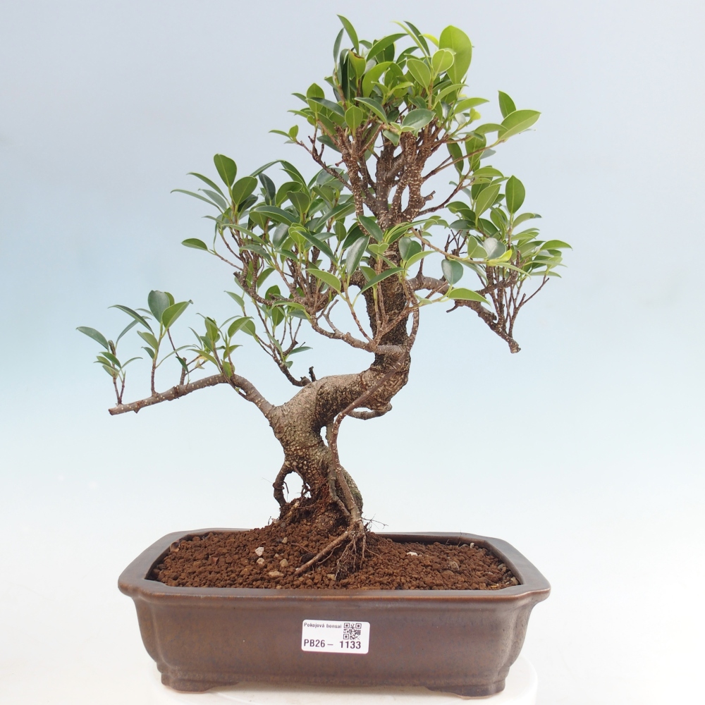 Zimmerbonsai - Ficus kimmen - Kleinblättriger Ficus