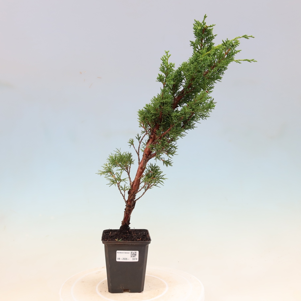 Bonsai für draußen - Juniperus chinensis Kishu