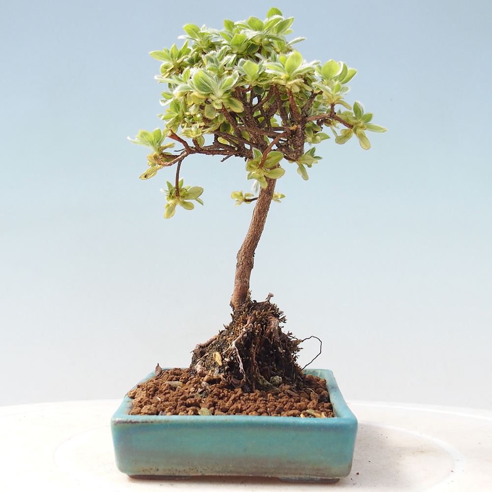 Outdoor-Bonsai - Rododendron indicum - Japanische Azalee