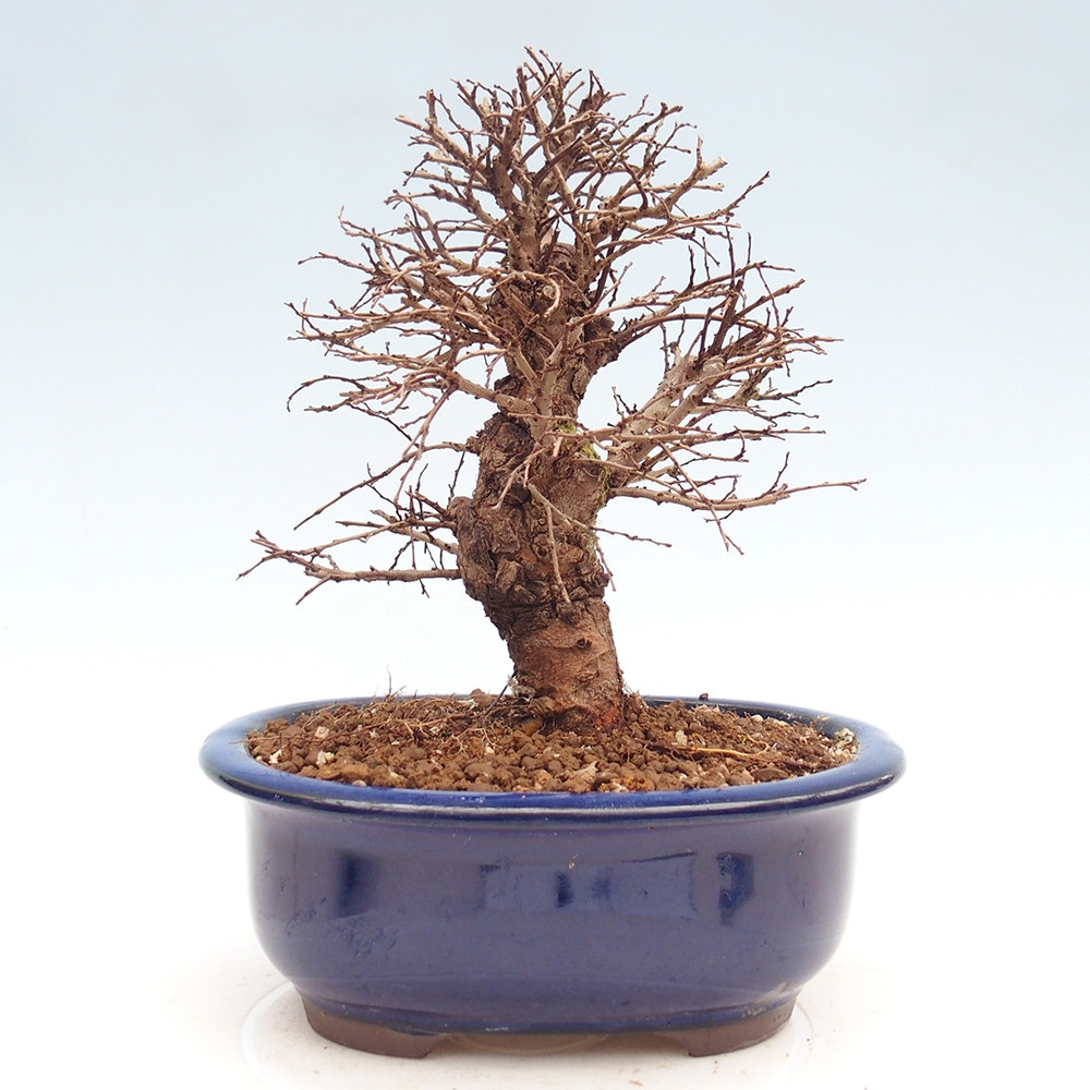 Bonsai für draußen - Zelkova - Zelkova NIRE