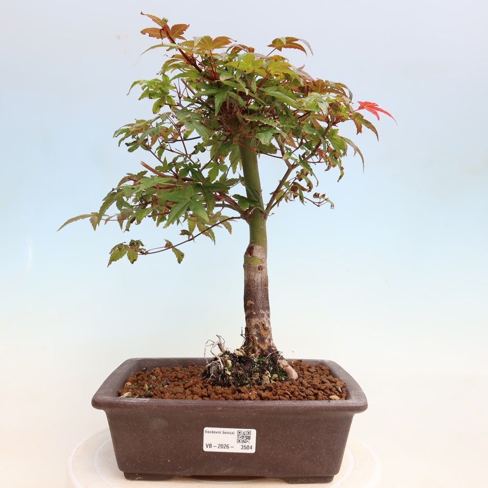 Bonsai für draußen - Acer palmatum DESHOJO