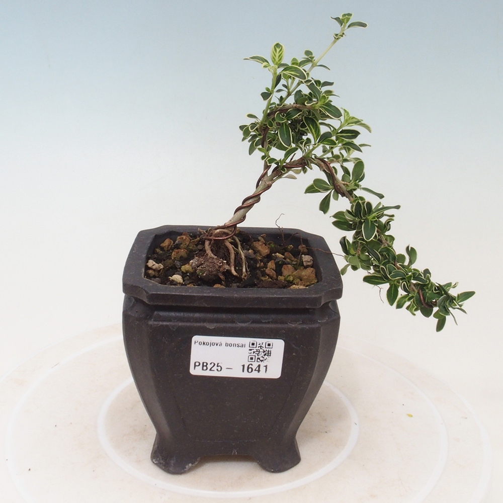 Zimmerbonsai - Serissa foetida Variegata - Baum der tausend Sterne