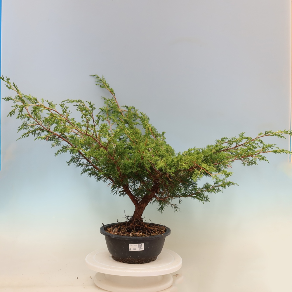 Bonsai für draußen - Juniperus chinensis Itoigawa