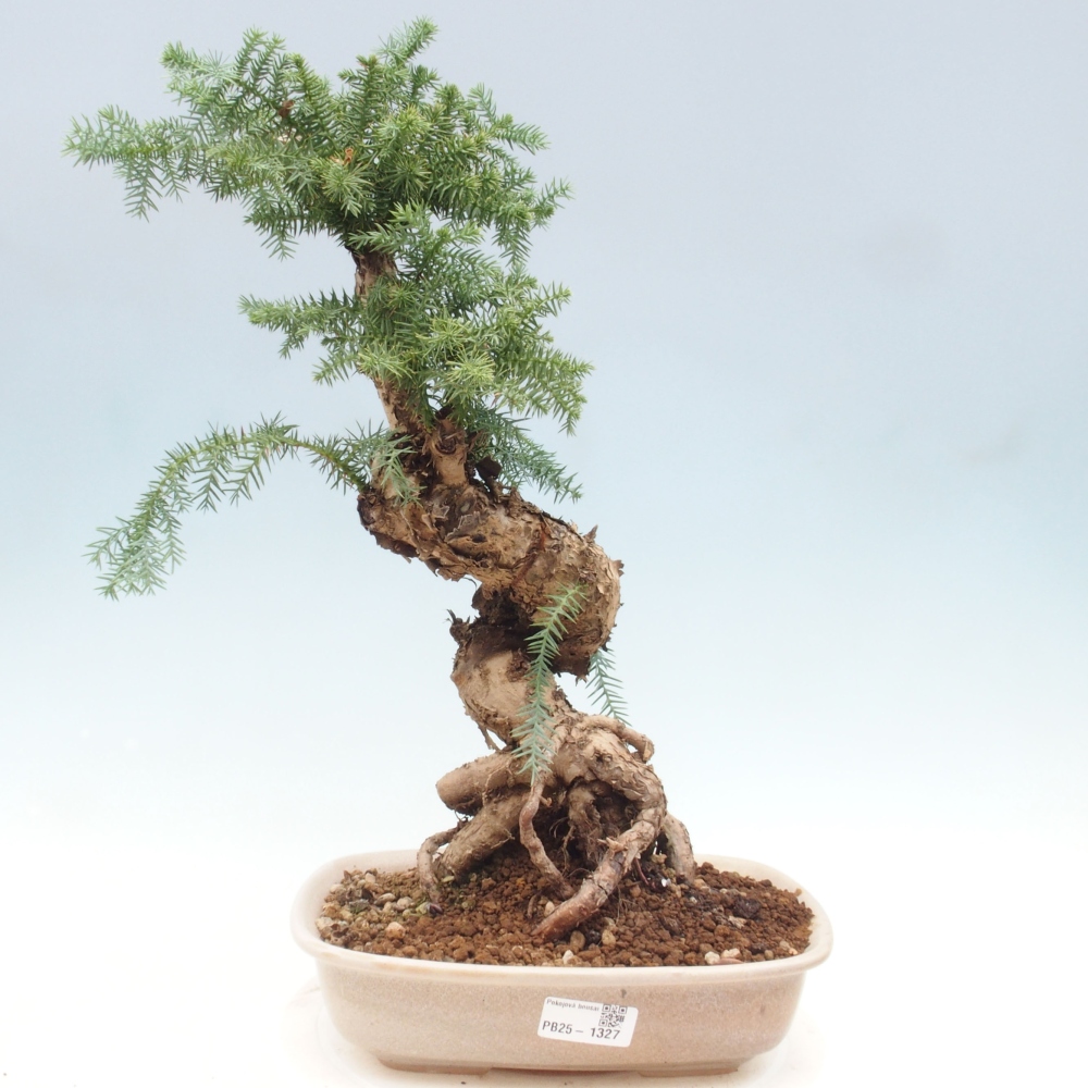 Zimmer Bonsai - Araukarie - Zimmer Fichte