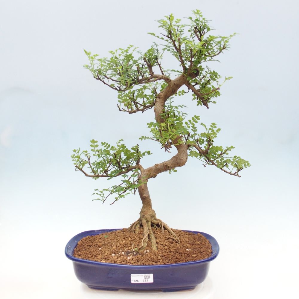 Zimmer Bonsai - Zantoxylum piperitum - Pfefferbaum