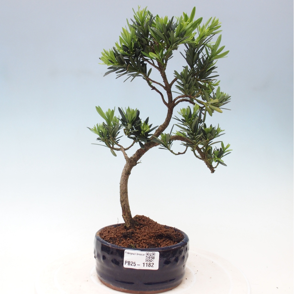 Indoor-Bonsai - Podocarpus - Stein tausend