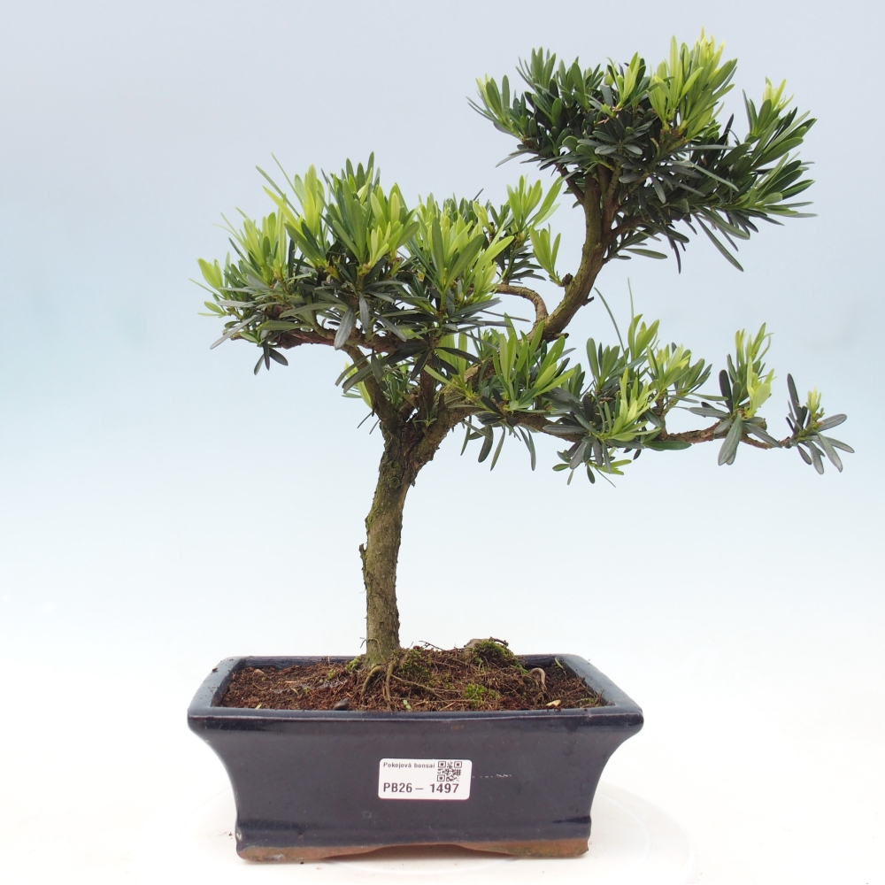Zimmerbonsai - Podocarpus - Stein-Eibe