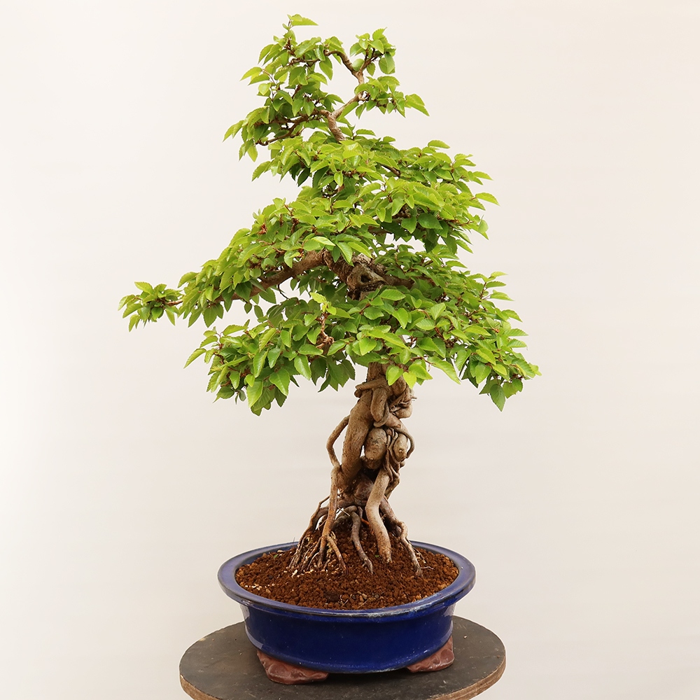 Bonsai im Freien - Carpinus Coreana - Koreanische Hainbuche