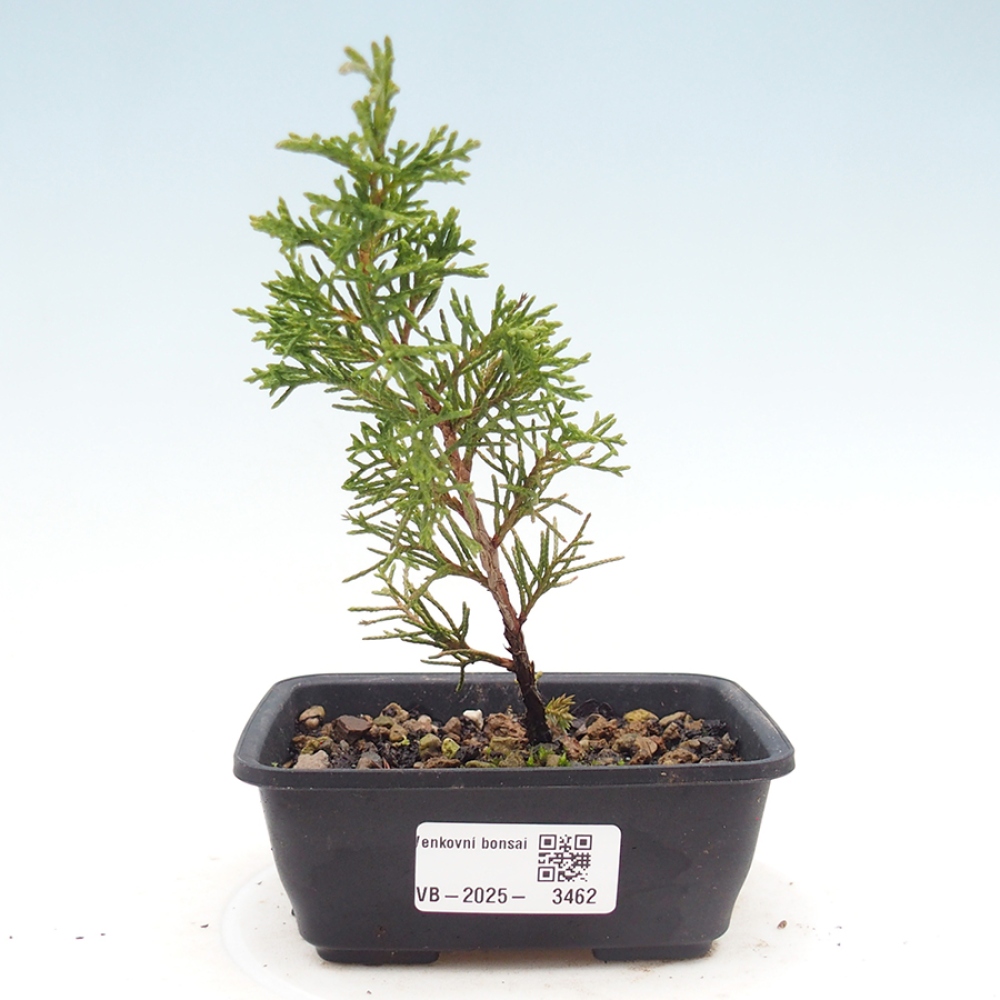 Bonsai für draußen - Juniperus chinensis Itoigawa