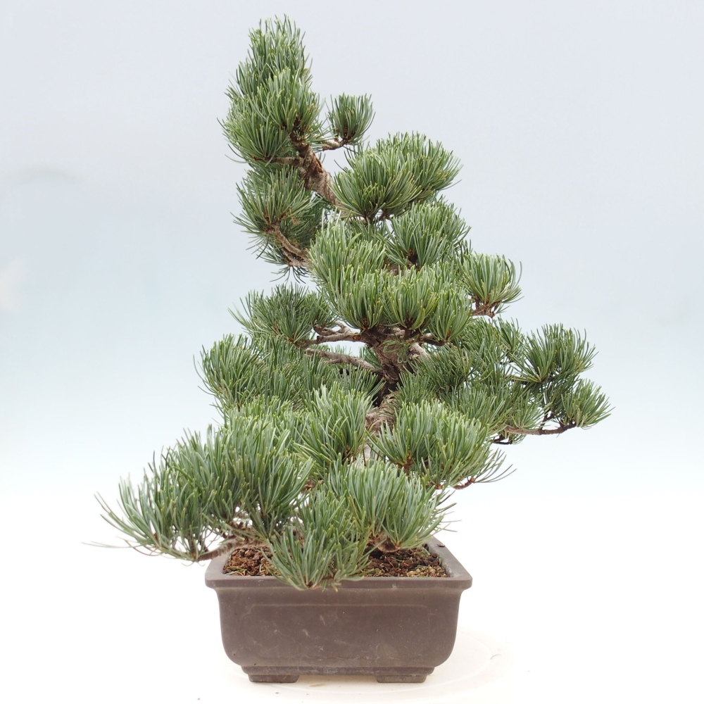 Bonsai im Freien - Pinus parviflora - kleine Kiefer