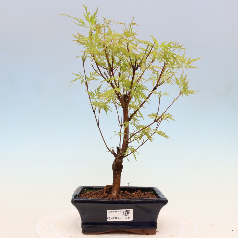 Bonsai im Freien - Acer palmatum Dissectum - japanischer Ahorn 