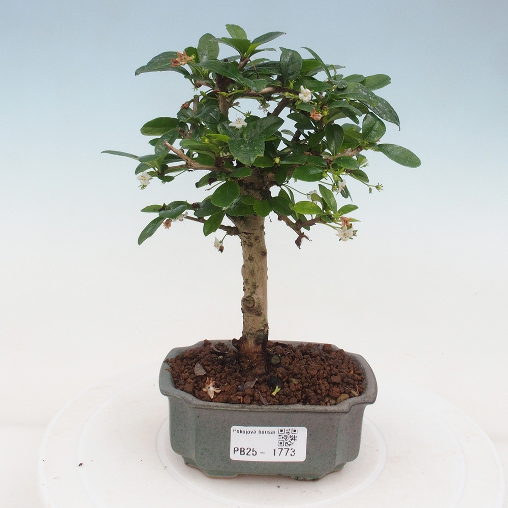 Zimmerbonsai - Carmona Macrophylla - Fuki-Tee