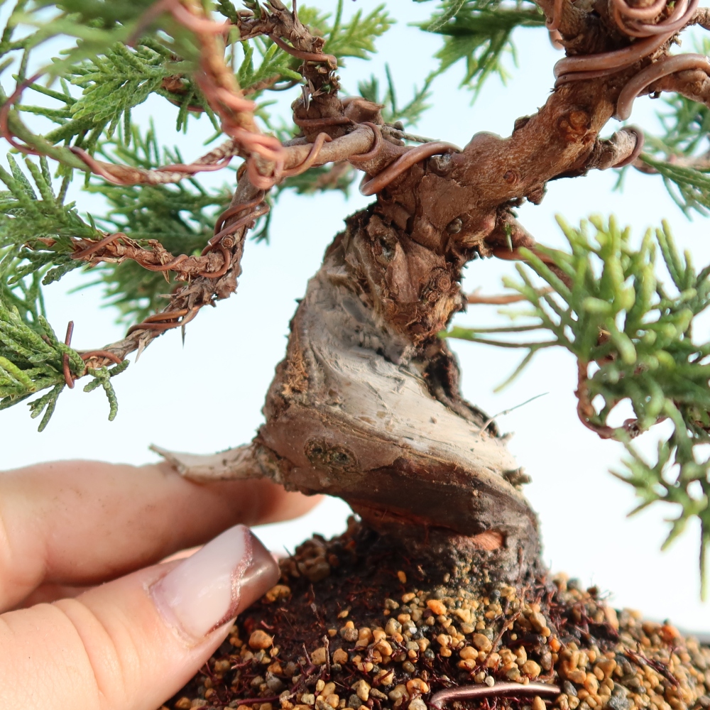Outdoor bonsai - Juniperus chinensis Itoigawa - Chinese juniper