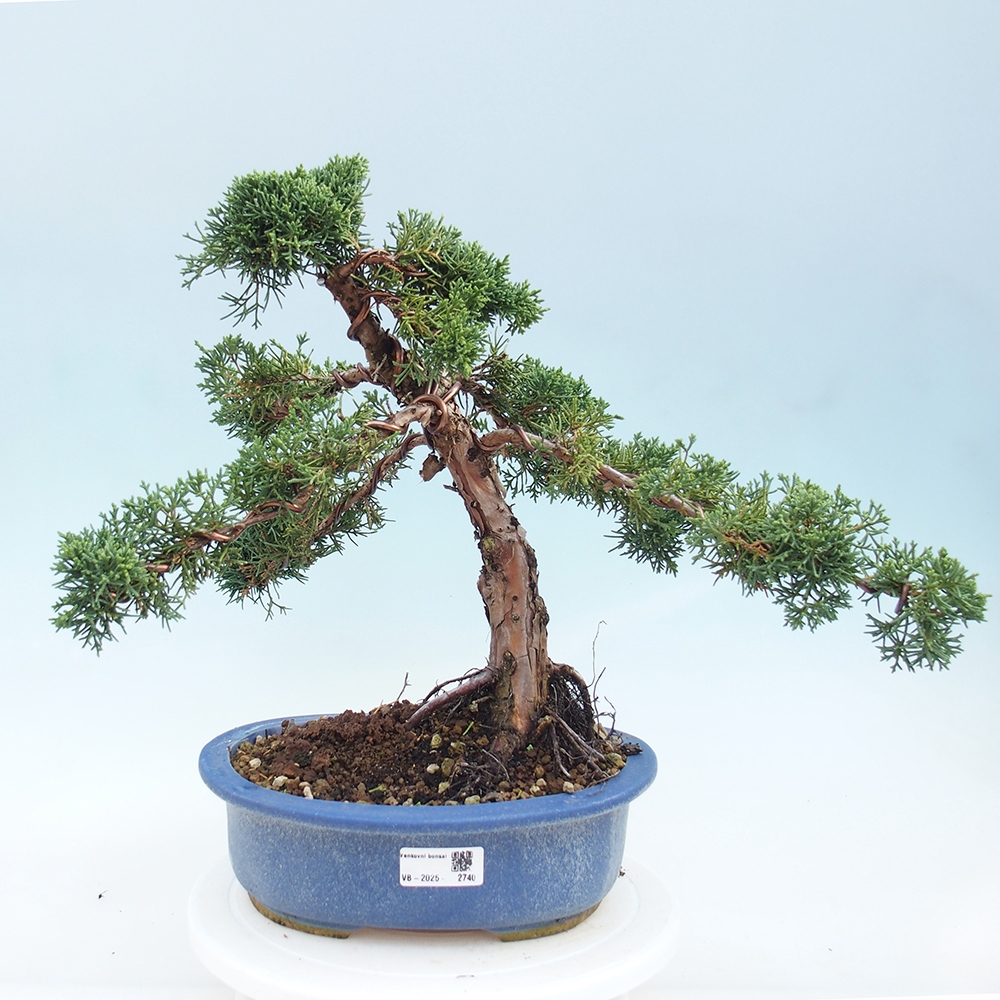 Outdoor-Bonsai - Juniperus chinensis Kishu - Chinesischer Wacholder