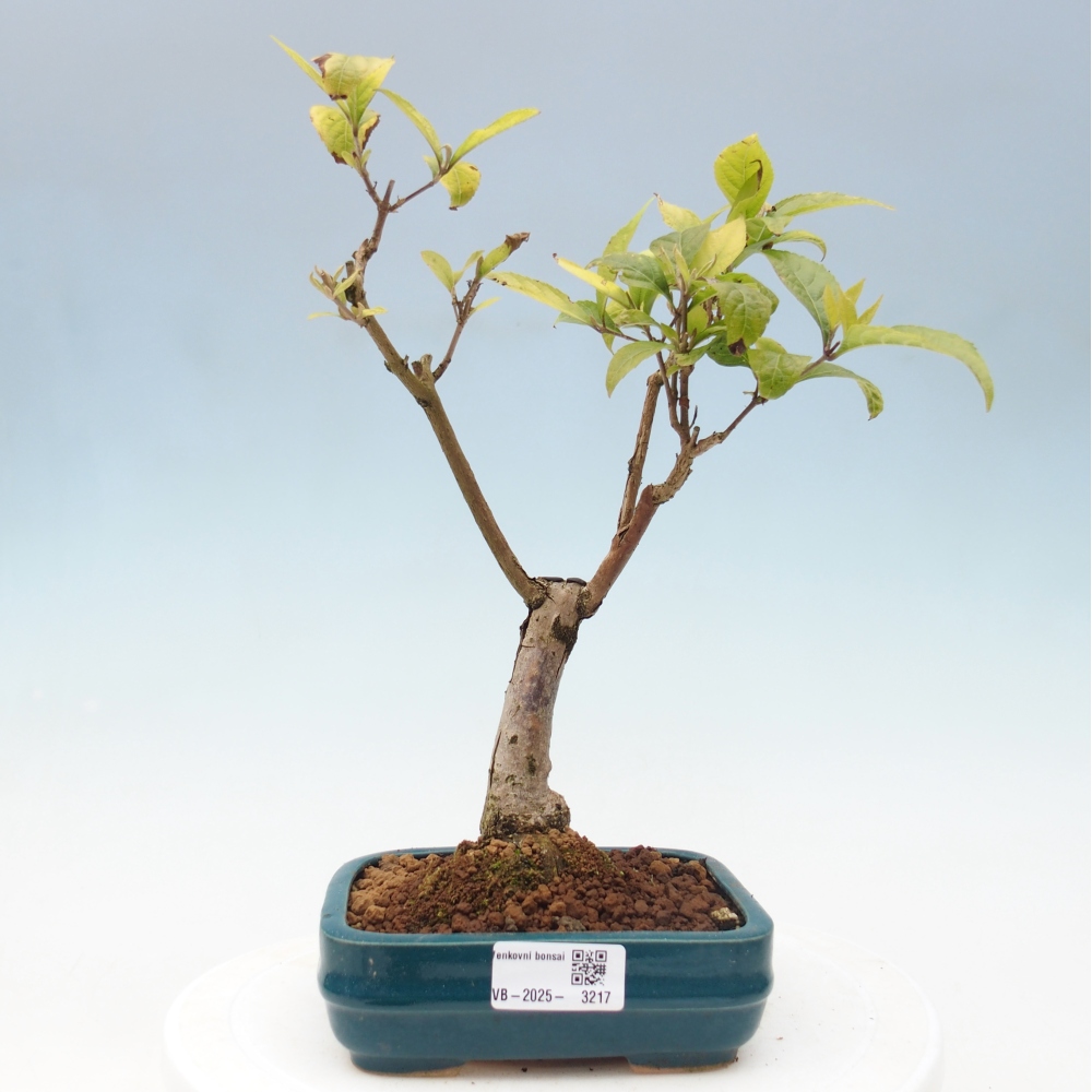 Bonsai im Freien - wunderschöne Pflanze - Callicarpa japonica