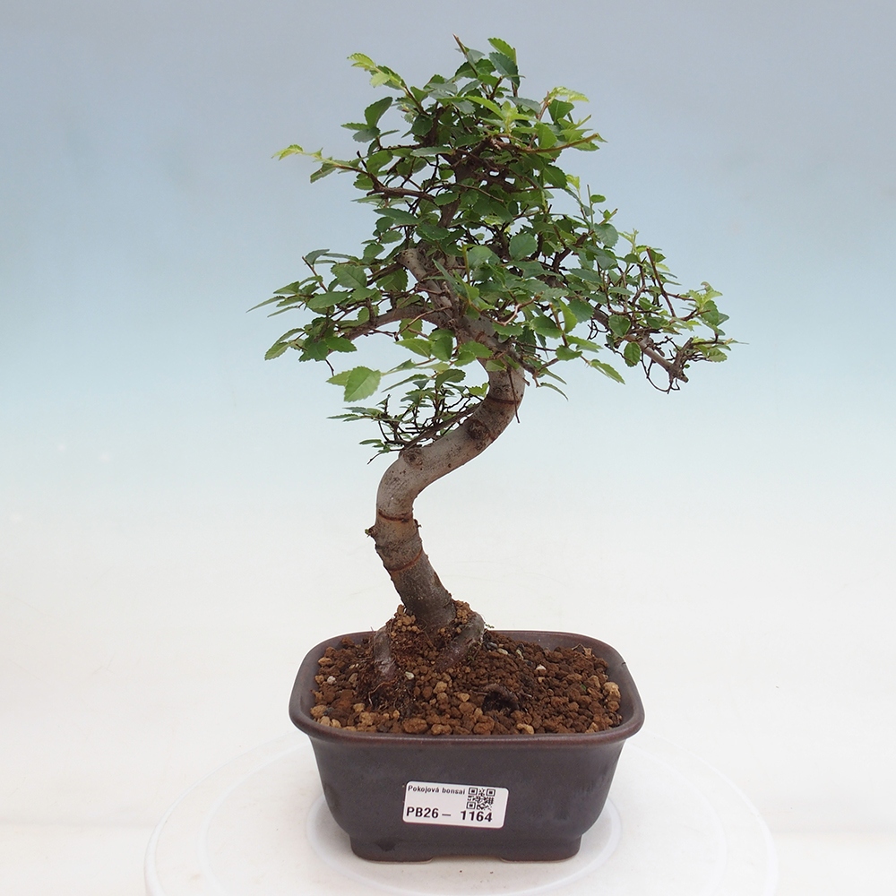 Zimmerbonsai - Ulmus parvifolia - Kleinblättrige Ulme