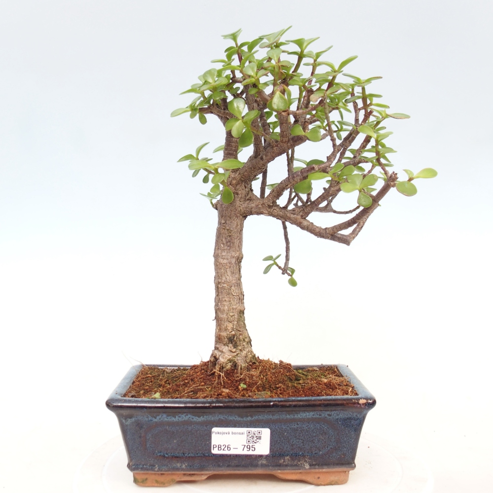 Zimmer Bonsai - Portulakaria Afra - Tlustice