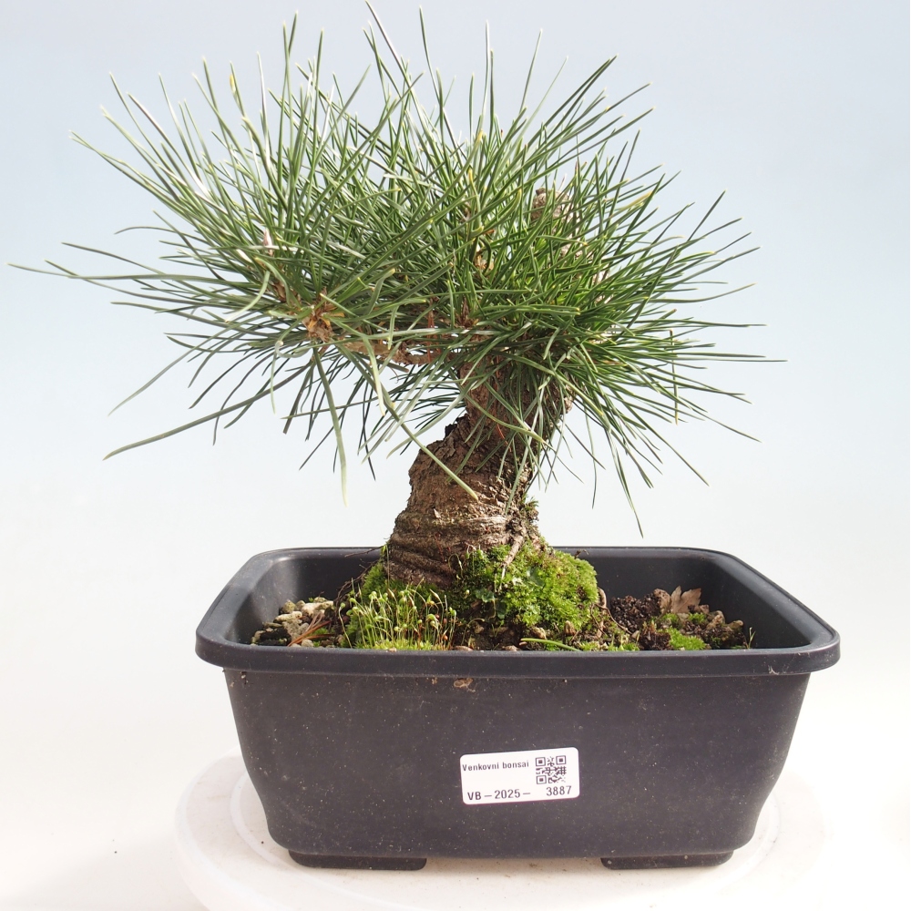 Bonsai für draußen - Pinus thunbergii - Thunberg-Kiefer
