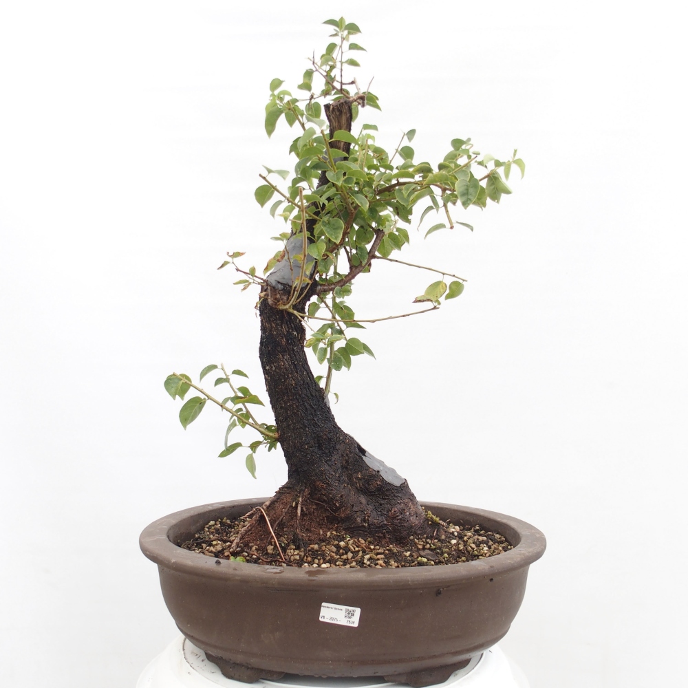 Bonsai im Freien - Mahalebka - Prunus mahaleb