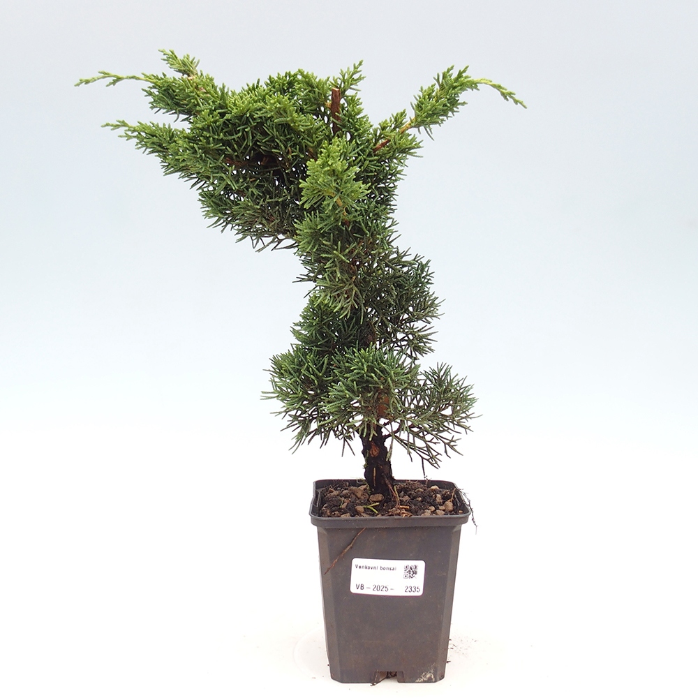 Outdoor-Bonsai - Juniperus chinensis Kishu - Chinesischer Wacholder