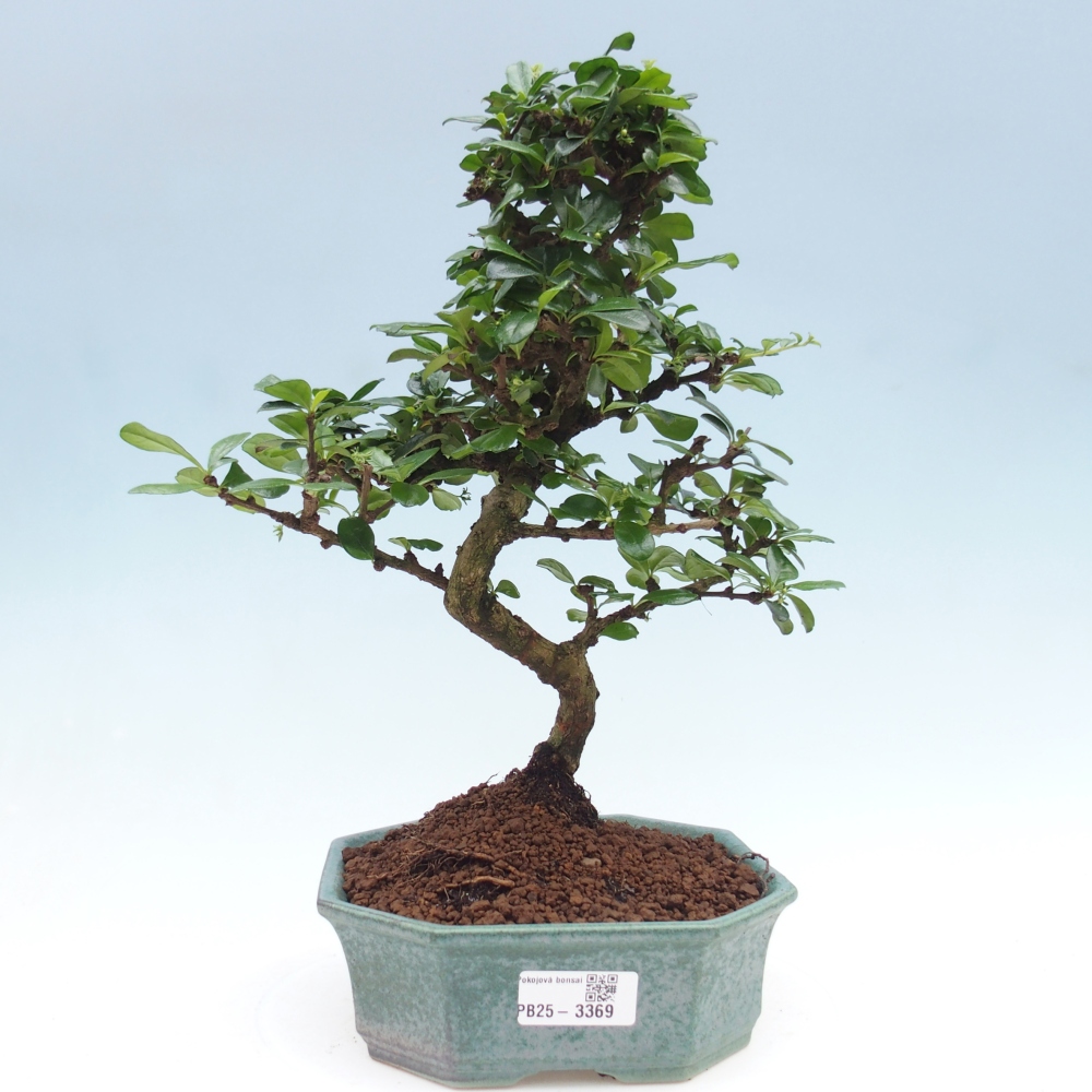 Zimmer Bonsai - Carmona macrophylla - Tea Fuki