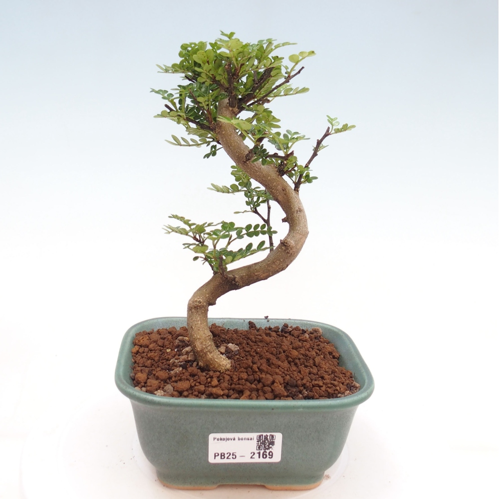 Indoor Bonsai -Ligustrum chinensis - Vogelschnabel
