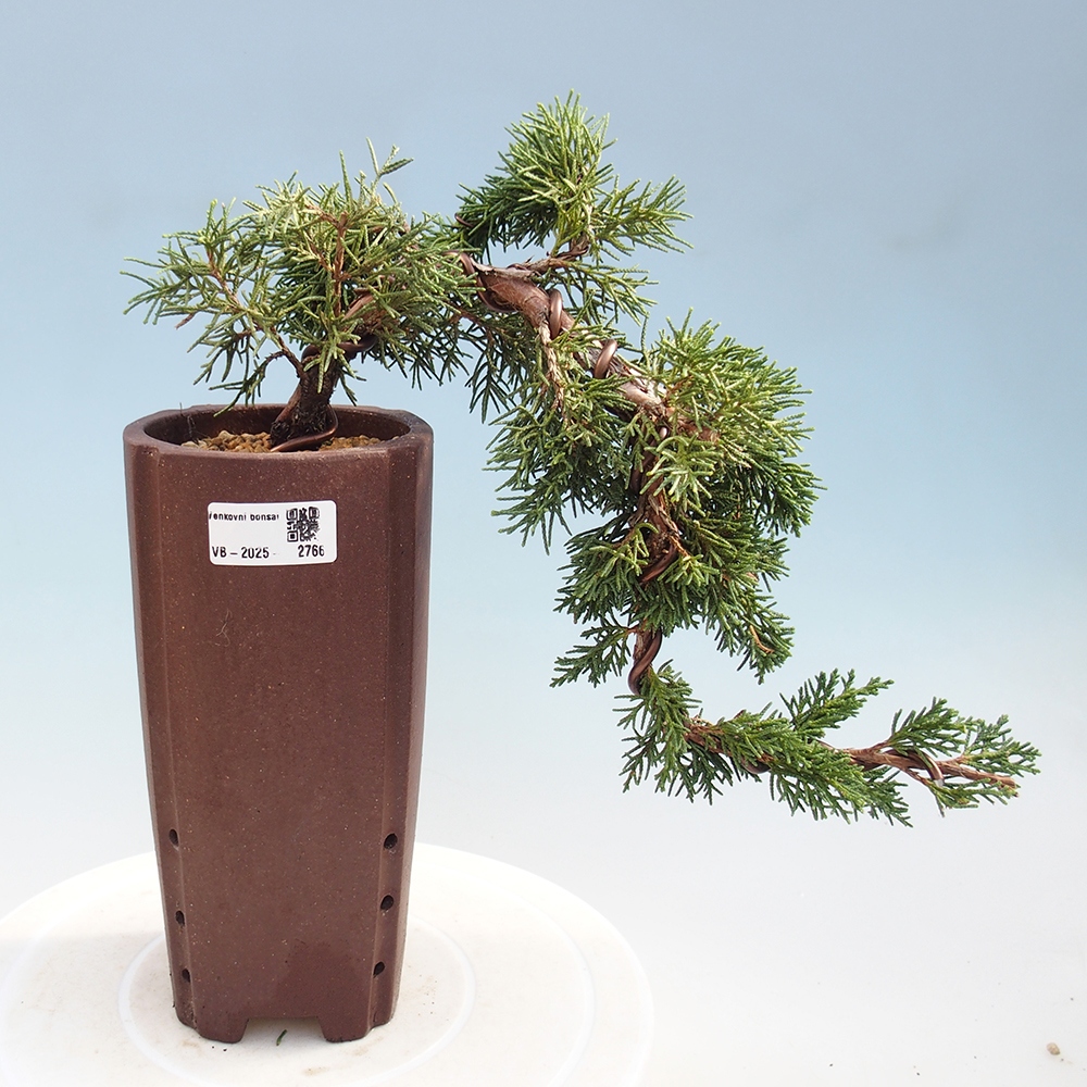Bonsai im Freien - Juniperus chinensis Kishu - Chinesischer Wacholder