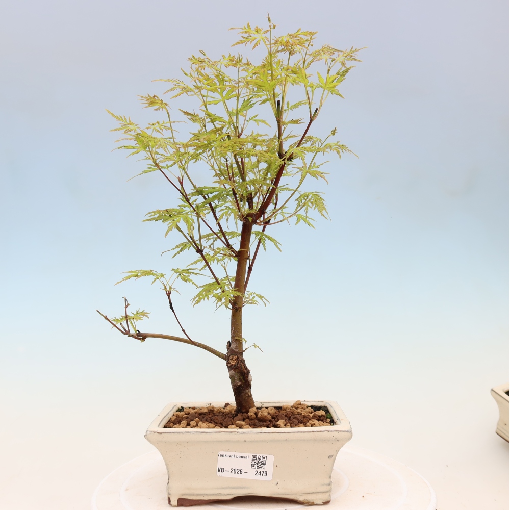 Bonsai im Freien - Acer palmatum Dissectum - japanischer Ahorn 